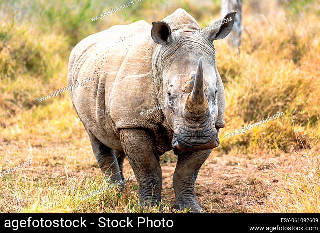 White rhinoceros or square-lipped rhinoceros is the largest extant species of rhinoceros. South Africa and Swaziland