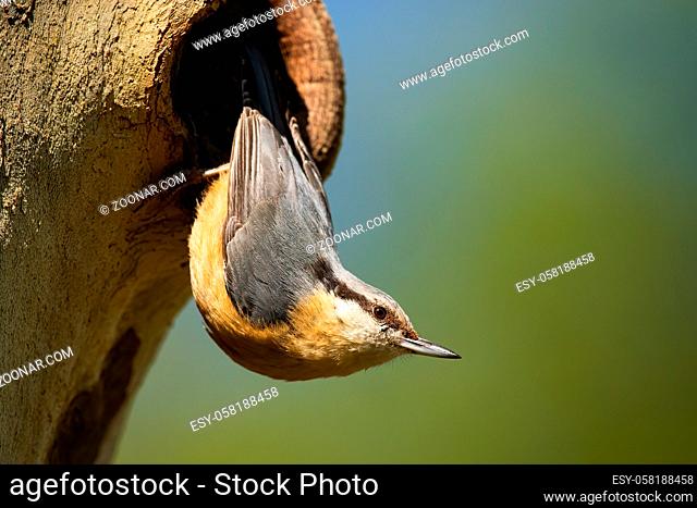 Small eurasian nuthatch, sitta europaea, nesting on tree in summer. Little bird with grey feather and and yellow belly. Wild tiny animal sitting on tree in...