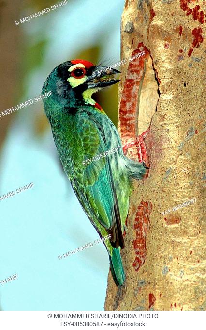 Bird ; Crimson breasted Barbet (Megalaima rubricapilla) ; Jodhpur ; Rajasthan ; India