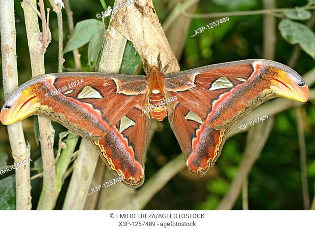 Giant Atlas moth Attacus atlas