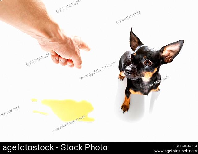prague ratter dog being punished for urinate or pee at home by his owner, isolated on white background
