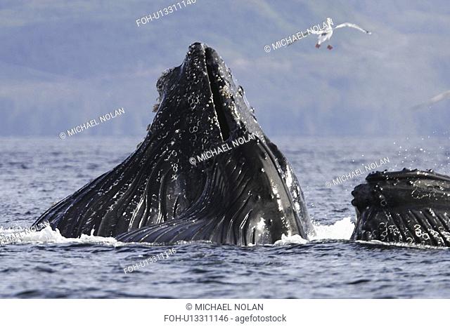 Humpback Whales Megaptera novaeangliae cooperatively bubble-net feeding in Chatham Strait in Southeast Alaska, USA. Pacific Ocean