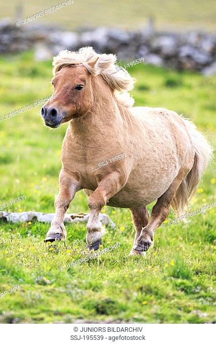 Shetland Pony. Palomino stallion galloping on a pasture. Shetlands, Unst