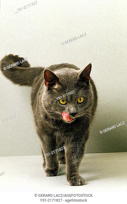 Chartreux Domestic Cat Licking its Chops