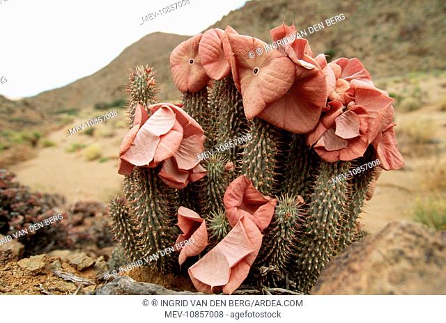 HOODIA gordonii - in flower (Hoodia Gordonii). Richtersveld National Park, South Africa