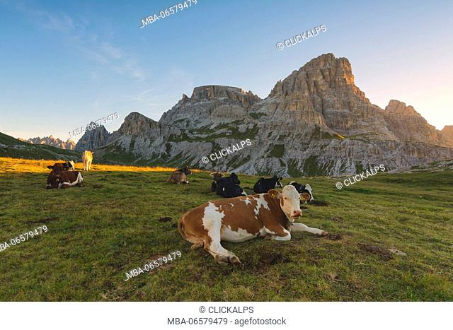 Pastures at dawn, three peaks nature park, Bolzano Province, Trentino Alto Adige, Italy