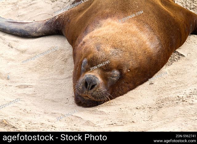 male South American sea lion resting on a sandy beach
