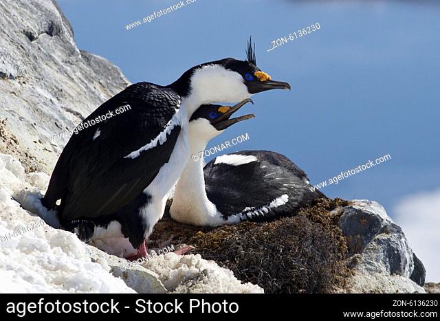 male and female blue-eyed Antarctic shag sitting in a nest on the side of the Antarctic Islands