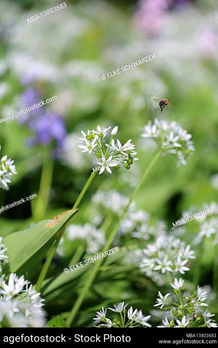 Wild garlic (Allium ursinum) with flying honey bee (Apis mellifera)