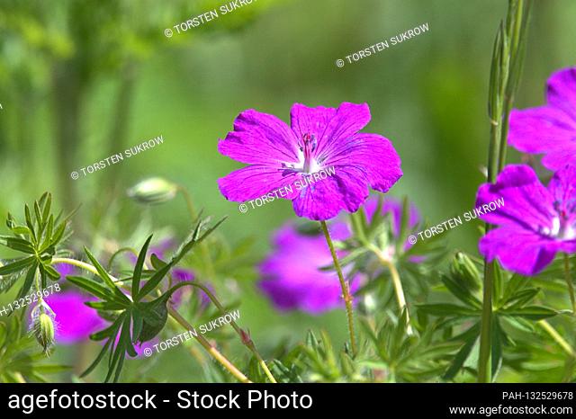 21.05.2020, Schleswig, blood of the blood-red cranesbill or blood cranesbill (Geranium sanguineum), also called bloodroils and chicken root in a flower bed of...
