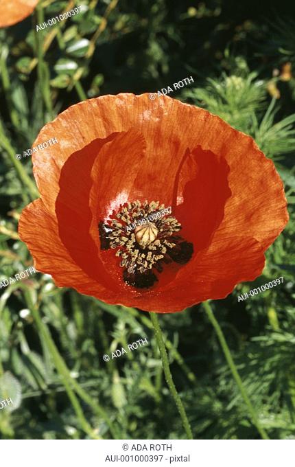 Papaver rhoeas - red - blooming confidence - conspicuous heart of brown stamens