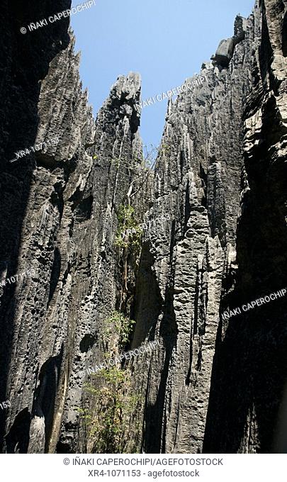 Geological formations, Tsingy de Bemaraha National Park, Mahajanga, Madagascar