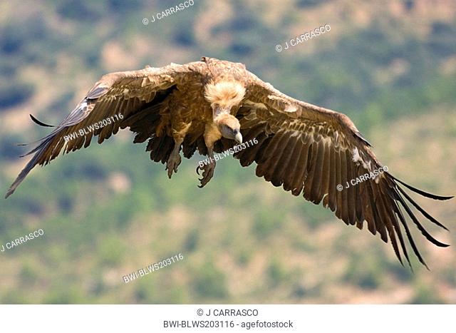 griffon vulture Gyps fulvus, in flight, front view with open wings, Spain, Castellon, Sierra Espadan natural park