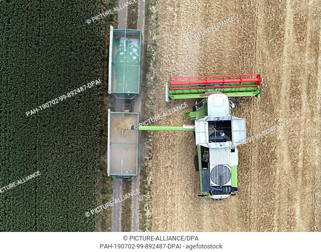 02 July 2019, North Rhine-Westphalia, Cologne: A combine harvester fills a trailer with winter barley. (recording with a drone)