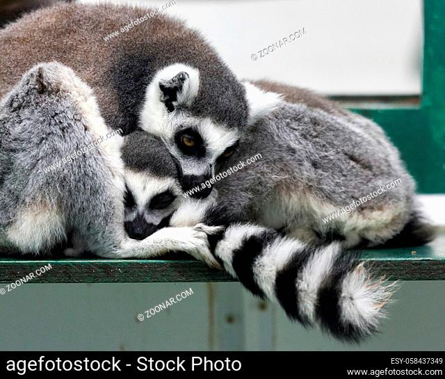 Ring-tailed lemur (Lemur catta) with baby