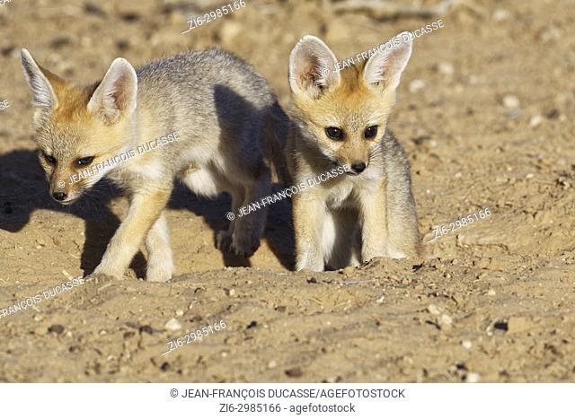 Cape fox (Vulpes chama), two cubs getting out of den, evening light, Kgalagadi Transfrontier Park, Northern Cape, South Africa, Africa