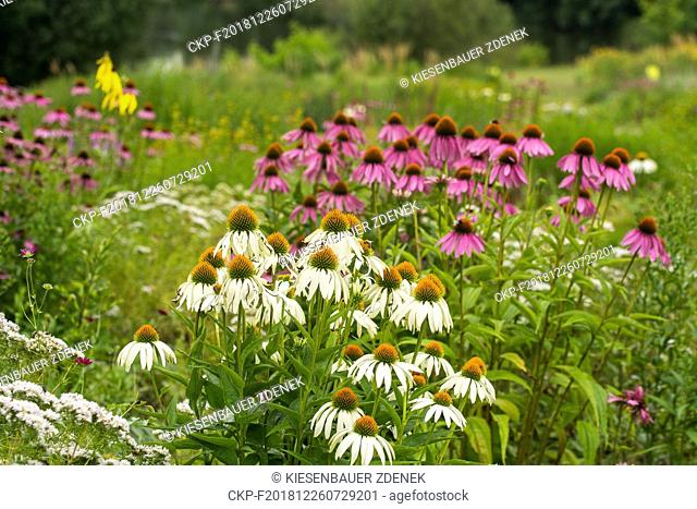 Flower beds in the Dendrological Garden in Pruhonice, Czech Republic on July 28, 2017. (CTK Photo/Zdenek Kiesenbauer)