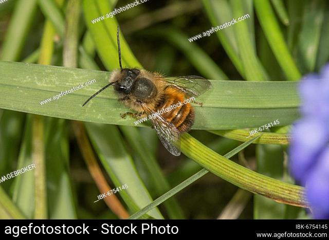 Rusty mason bee (Osmia bicornis) sunning itself on a blade of grass, Baden-Württemberg, Germany, Europe