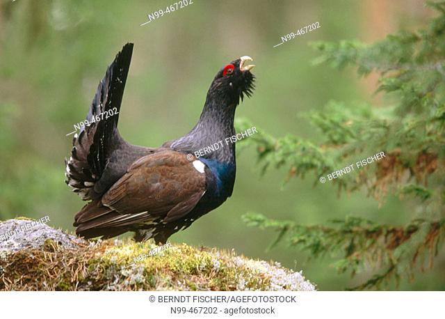 Capercaillie (Tetrao urogallus) displaying. Spring. Pine forest near Oulo. Finland