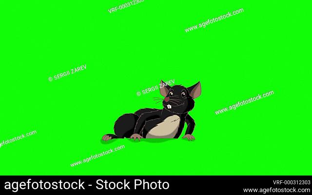 Black rat crawls out and then hides back. Animated Looped Motion Graphic Isolated on Green Screen