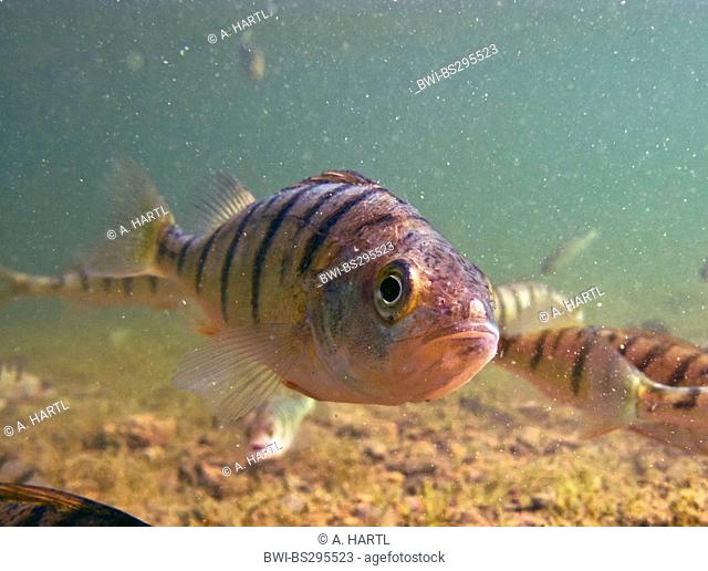 Perch, European perch, Redfin perch (Perca fluviatilis), shoal at a water ground overgrown with charales, Germany, Bavaria, Lake Chiemsee