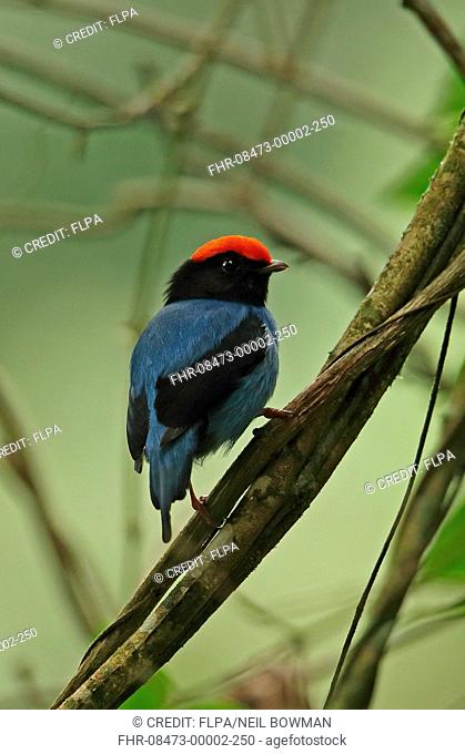 Swallow-tailed Manakin (Chiroxiphia caudata) adult male, perched on vine, Atlantic Rainforest, Reserva Ecologica de Guapi Assu, Rio de Janeiro State, Brazil