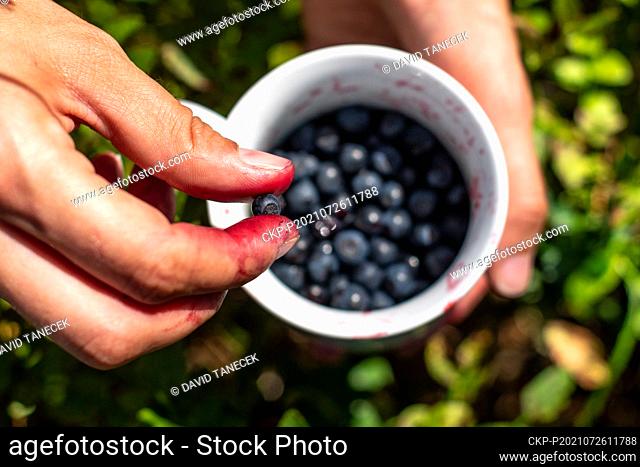 People collect blueberries in a forest near Hradec Kralove, Czech Republic, July 26, 2021. (CTK Photo/David Tanecek)
