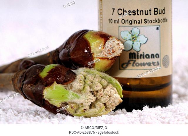 Bottle with Bach Flower Stock Remedy  'Horse Chestnut' Aesculus hippocastanum