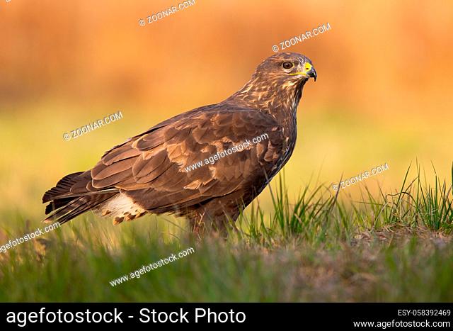 Majestic common buzzard, buteo buteo, sitting on the ground in autumn. Magnificent bird of prey looking on grassland in fall