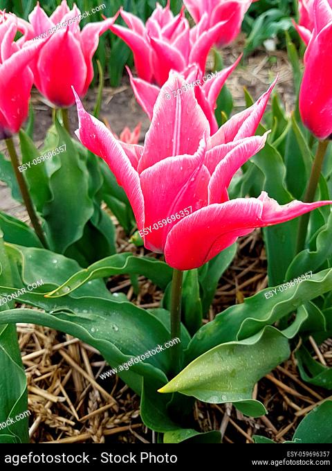 Tulpen sind sehr attraktive Fruehblueher. Sie ist eine Zwiebelpflanze mit vielen unterschiedlichen Farben. Tulips are very attractive early bloomers