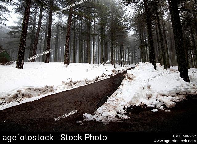 Winter forest landscape with mountain covered in snow and empty frozen road. Troodos mountains in Cyprus