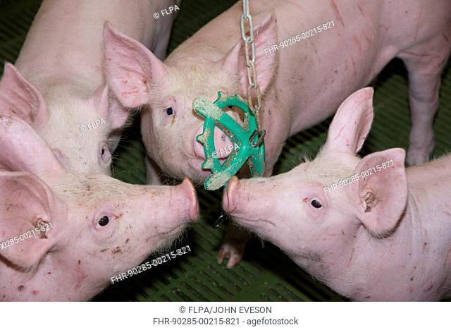 Pig farming, eleven-week old weaners, with hanging 'toy' to alleviate boredom in indoor unit, Lancashire, England, November