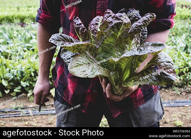 Close up of farmer standing in field, holding freshly picked purple leaf lettuce