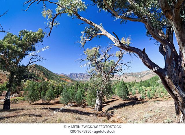 Flinders Ranges National Park in South Australia Valley with River Red Gum Eucalyptus camaldulensis River Red Gums are tall eucalyptus trees