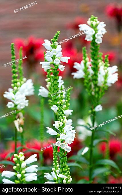 White Physostegia flowers with blurred Red Monada flowers at the background