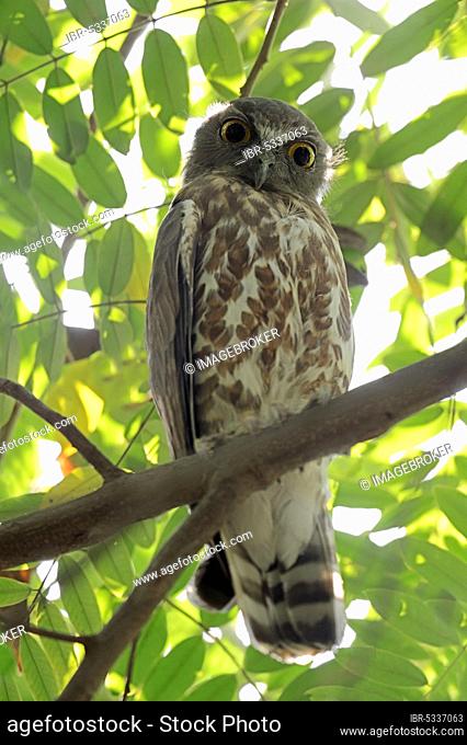 Brown Hawk Owl (Ninox scutulata), Uttar Pradesh, India, Asia