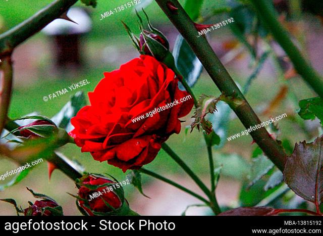 Rose, bright red, summer evening, June, summer, romantic, garden, still life