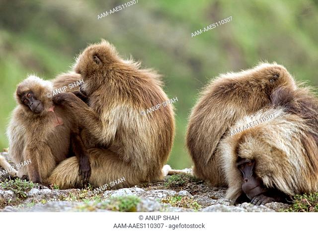 Gelada family(Theropithecus gelada) grooming each other. Simien Mountains National Park, Ethiopia. Nov 2008