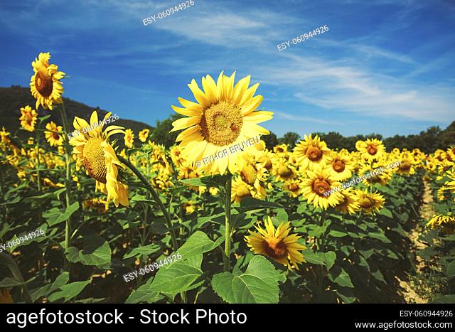 Bright yellow bloomng sunflowers field in sunny summer day. Agricultural concept. Toned photo