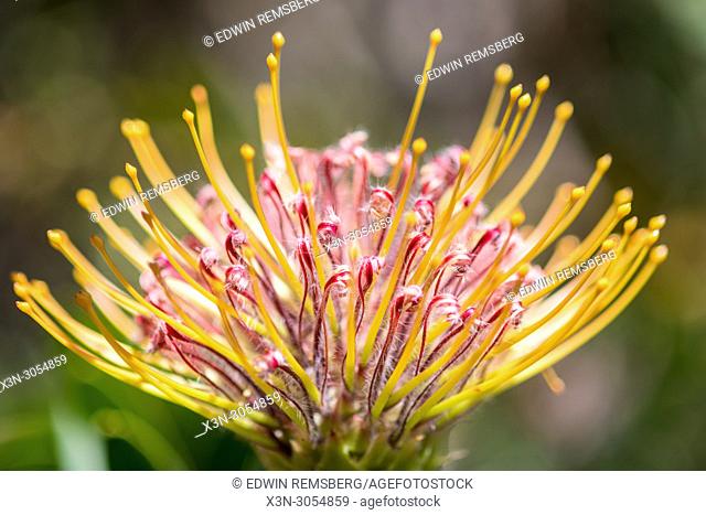 A close-up of a pincushion protea at the Kirstenbosch Botanical Gardens in Cape Town, South Africa