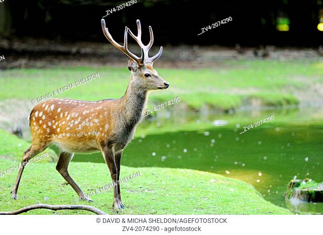 Close-up of a Sika deer (Cervus nippon) standing next to a little lake in summer, Germany