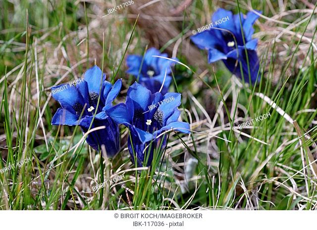Blue stemless Gentian (Gentiana acaulis), Alpes