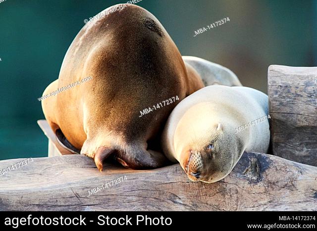 california sea lion (zalophus californianus), young animal, shore, lying