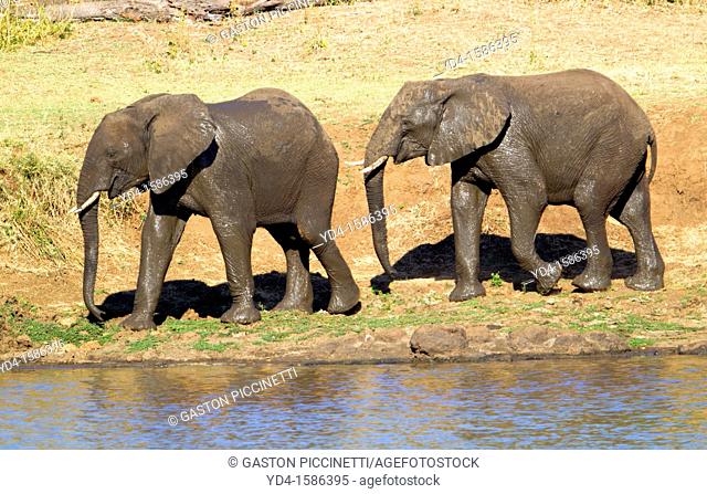 African Elephants Loxodonta africana, Kruger National Park, South Africa