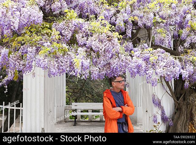 RUSSIA, REPUBLIC OF CRIMEA - MAY 12, 2023: A man is seen by a blooming Wisteria that was planted in 1902, in the village of Simeiz