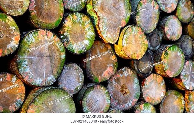 Pile of firewood in a forest near Prüm, Rheinland-Pfalz, Germany. Evening light, Adobe RGB