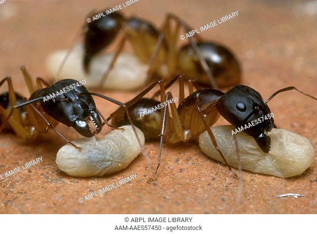 Spotted Sugar Ants carrying Coccoons, S. Africa