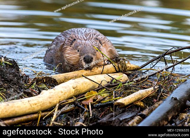 North American Beaver (Castor canadensis) working on dam it has built on a small stream. Northern Rockies, Fall