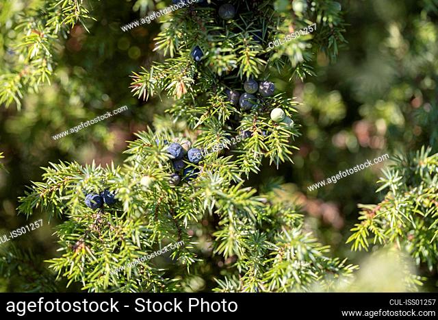 Detail of coniferous tree with berries