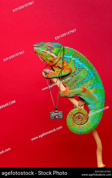 alive chameleon reptile holding small photo camera sitting on branch. studio shot over red background. copy space